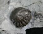 Enrolled Flexicalymene Trilobite In Matrix #8320-1